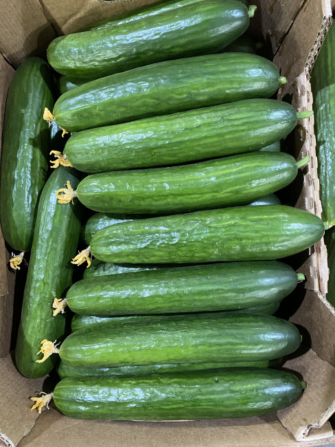 Огурцы длиноплодные 1 кг