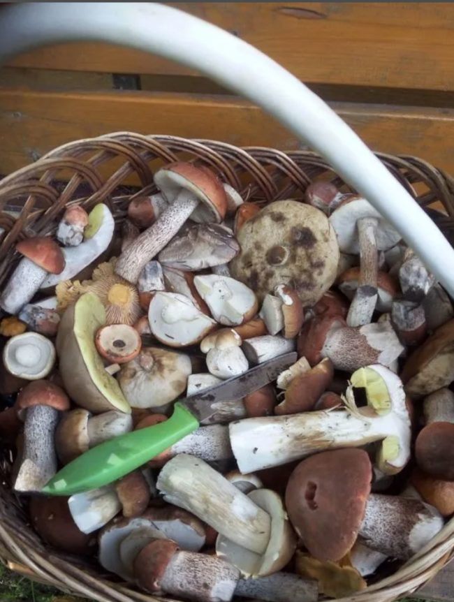 Ассорти сушеных грибов 100 гр