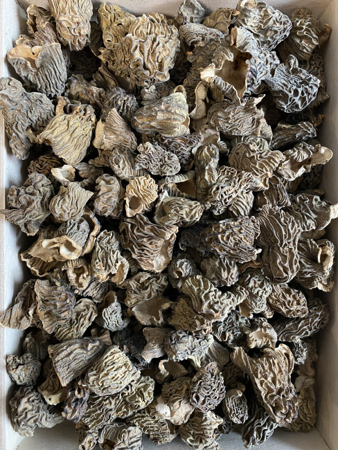 Сморчковая шапочка сушеные ( Алтай ) 100 гр