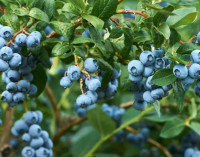 Лесная голубика (гонобобель) 300 г