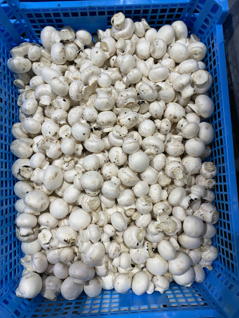 Грибы шампиньоны мелкие 500 гр