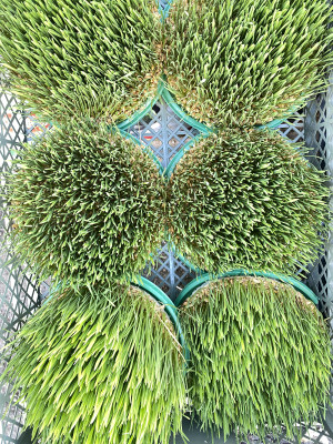 Проростки пшеницы 1 шт