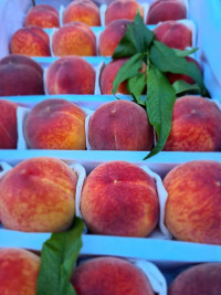 Персики волосатые самолётная поставка ( Узбекистан ) 500 гр