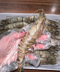 Черная тигровая креветка с головой в панцире 8/12 1 кг