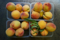 Персики Крымские 500 гр