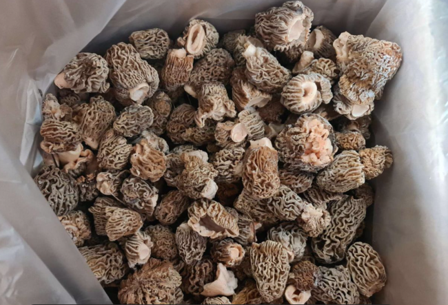 Сморчок замороженный оптом 500 кг