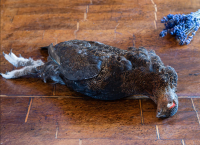 Тетерев в пере ( вес тушки 600-900 гр) 1 тушка