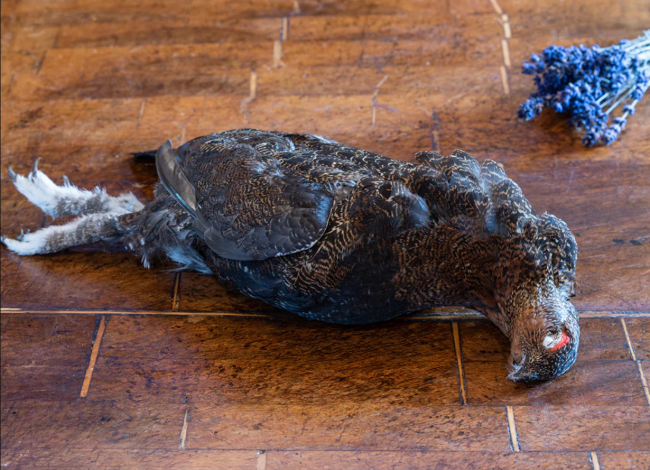 Тетерев в пере ( вес тушки 600-900 гр) 1 тушка