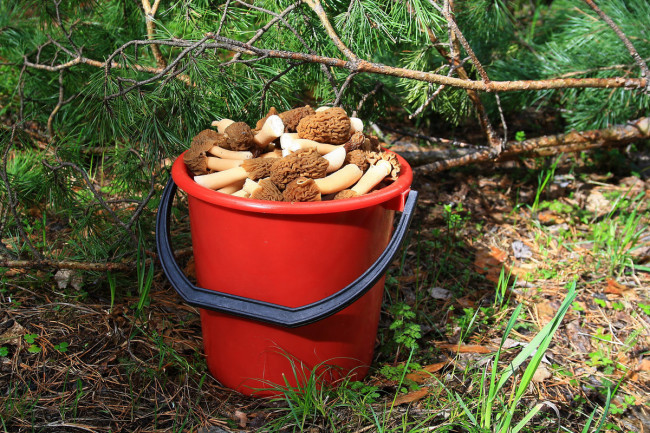 Cморчки свежие 1 кг