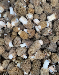 Cморчки свежие 1 кг