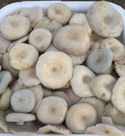 Маринованные грузди 3 литра Маринованные грузди 3 литра