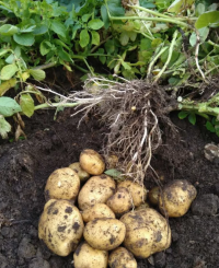 Белый картофель сорт ГАЛА 1 мешок 40 кг