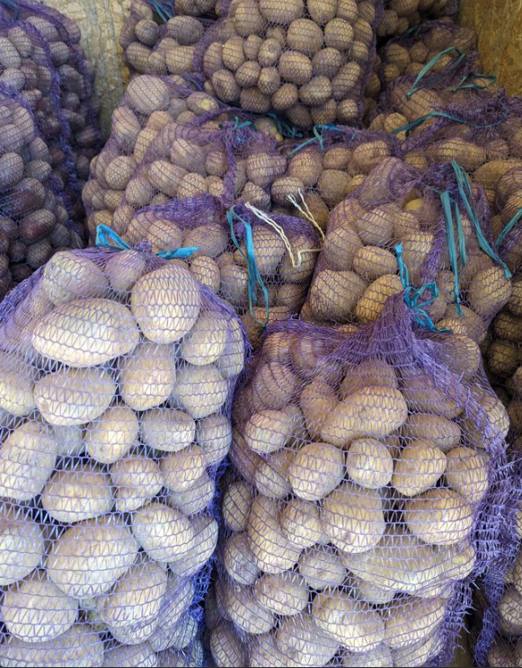 Белый картофель сорт ГАЛА 1 мешок 40 кг