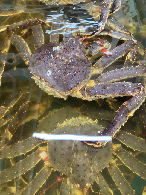 Краб Камчатский (примерный вес краба 2-5 кг) 1 кг