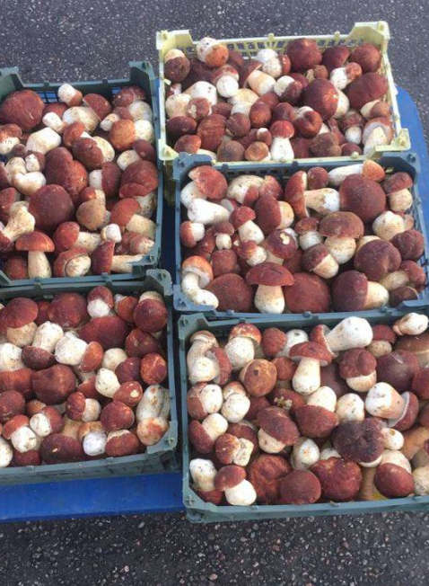 Гриб БОРОВИК свежий 500 гр