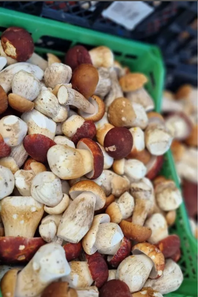 Гриб БОРОВИК свежий 500 гр