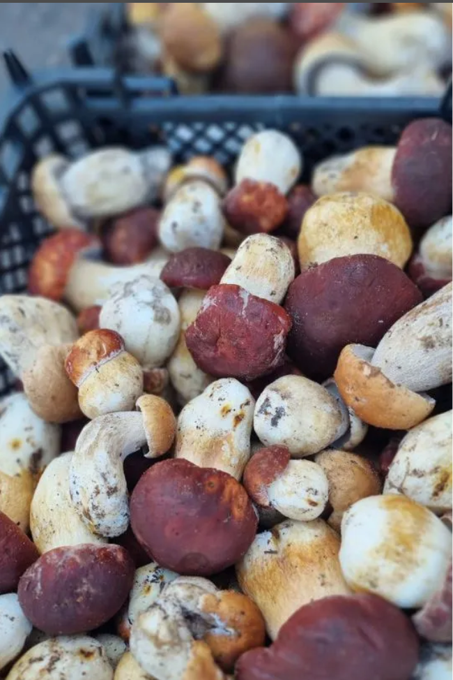 Гриб БОРОВИК свежий 500 гр