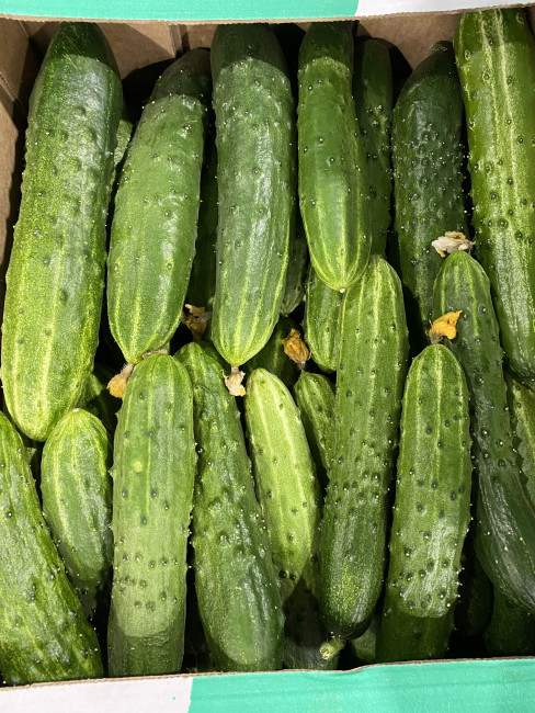 Огурцы салатные 2 кг