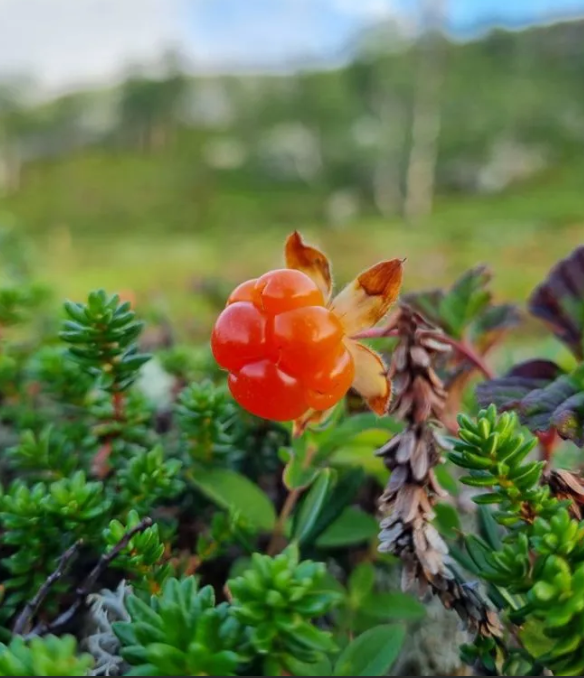 Свежая морошка в меду банка 250 мл