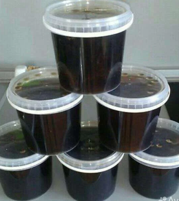 Трепанг на меду ( чистый вес 550 - 600 гр ) 0,5 литра