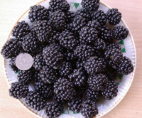 Ягоды ежевики отборные крупные 1 кг