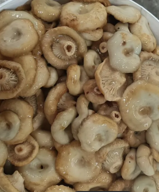 Грузди мохнатые соленые холодного посола ( квашеные ) 3 литра банка