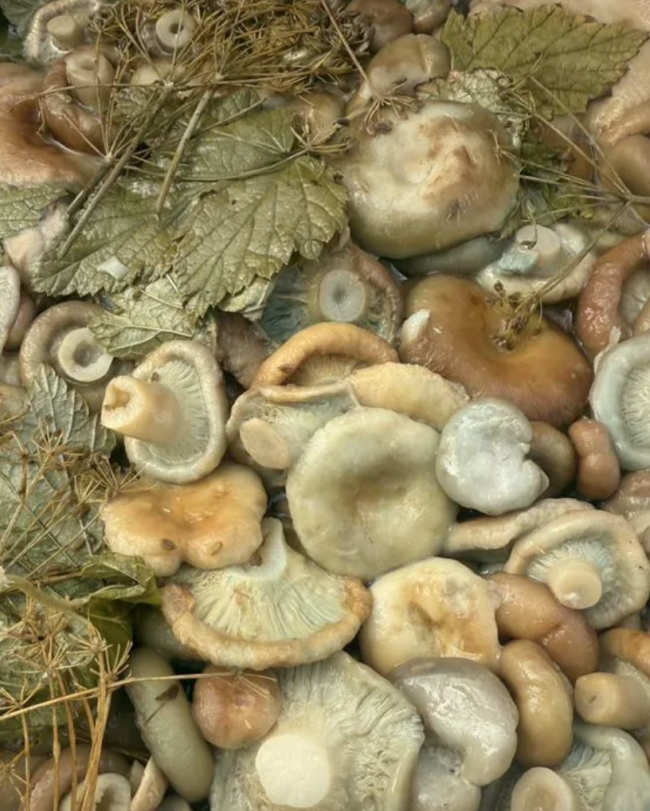 Грузди мохнатые соленые холодного посола ( квашеные ) 3 литра банка