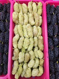 Шелковица Армения белая 300 гр