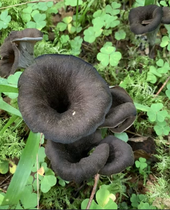 Лисички черные свежие 500 гр 