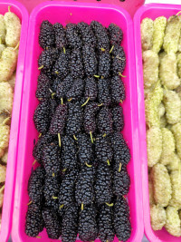 Шелковица черная 1 кг