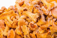 Лисички целые, замороженные (1 кг)