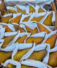 Груша БЕРЕ 500 гр