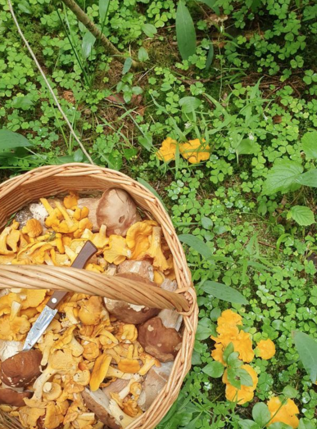 Свежие лисички 500 гр