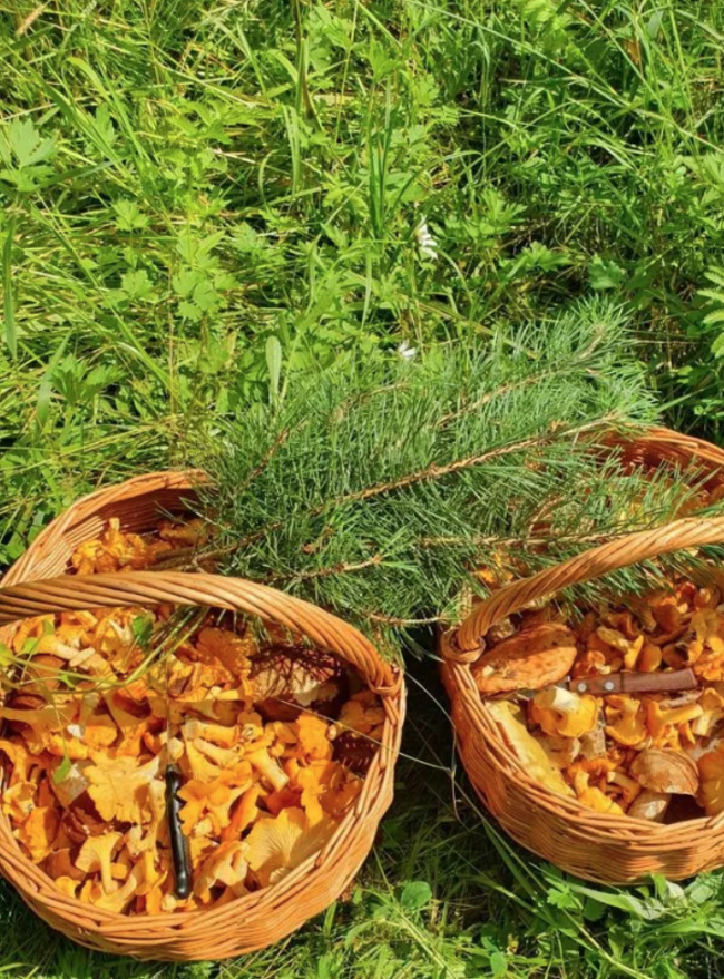 Свежие лисички 500 гр