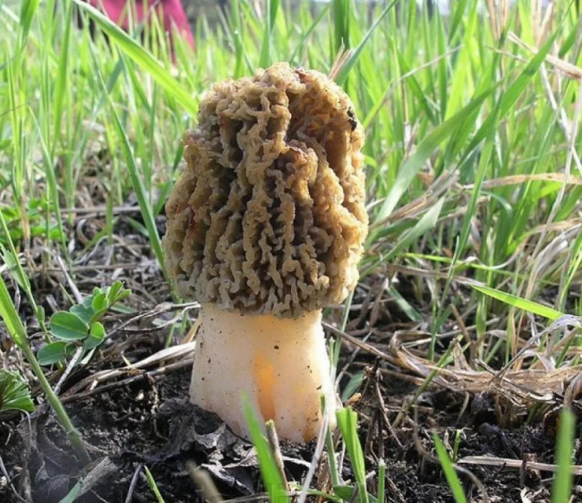 Степные сморчки 1 кг