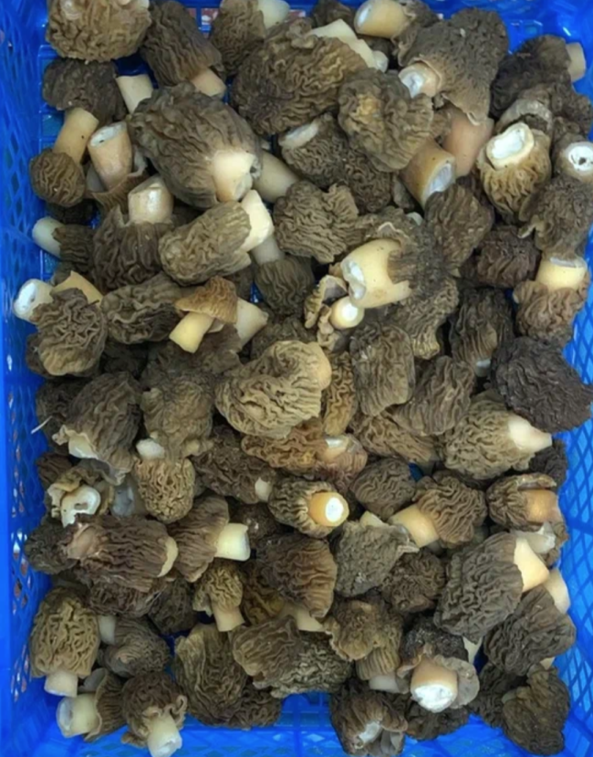 Степные сморчки 1 кг