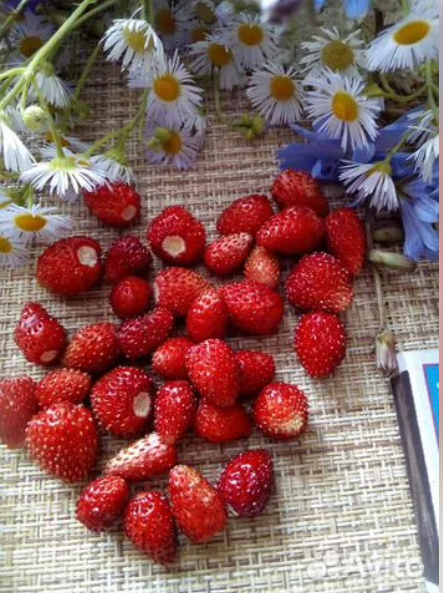 Земляника садовая ( Калужская область ) 0,5 банка