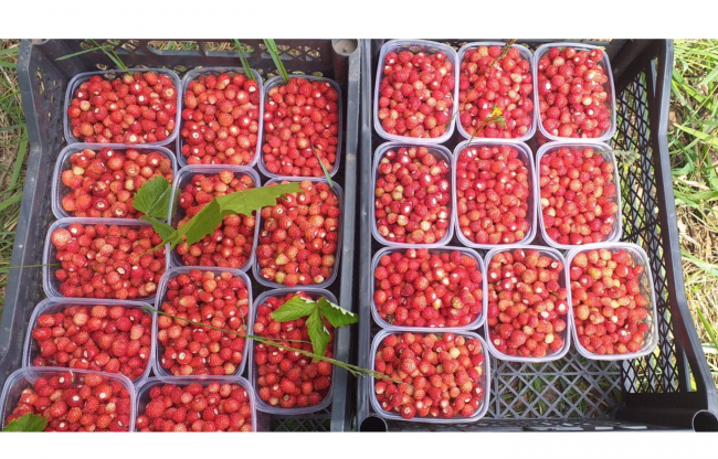 Земляника лесная Можайск 0,5 литров банка