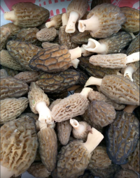 Сморчки КОНИЧЕСКИЕ свежие 1 кг