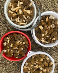 Сморчковая шапочка 1 кг