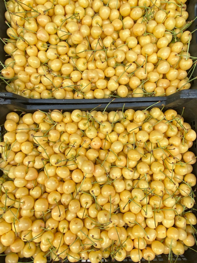 Черешня самолетная поставка желтая 500 гр