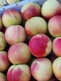 Нектарины красно зелёные Узбекистан ( самолётная поставка) 500 гр