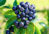 Букет из черноплодки 5 букетов