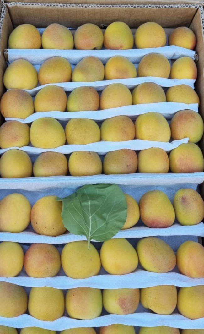 Абрикос горный мёд (самолётная поставка) 500 гр Абрикос горный мёд (самолётная поставка) 500 гр