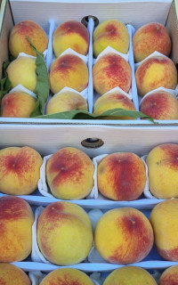 Персик ранний Узбекистан 500 гр