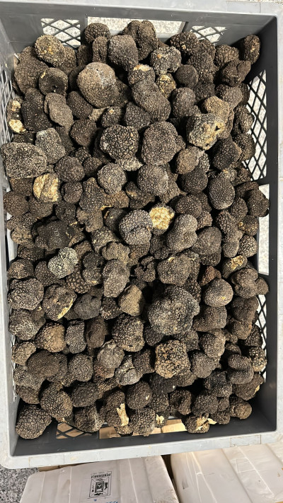 Черный трюфель ( Болгария ) 100 гр