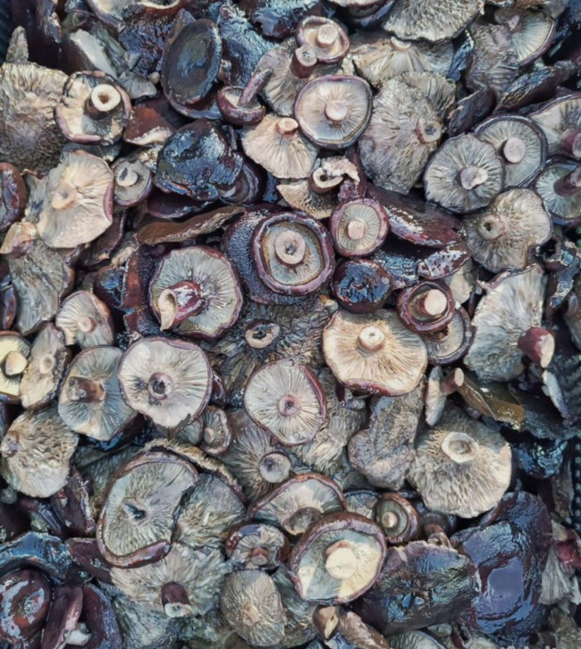 Грузди черные соленые сорт "Элитный" 1 литр