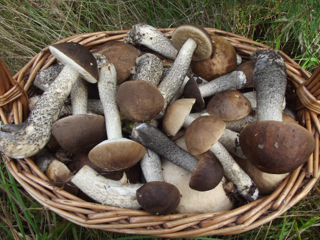 Подберёзовики свежие 500 гр