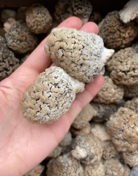 Cморчки степные свежие 1 кг