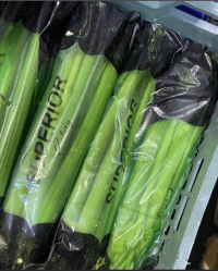 Сельдерей черешковый 1 шт